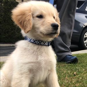 Meet your Posher, Troy